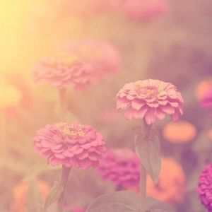 Meet your Posher, Destiny